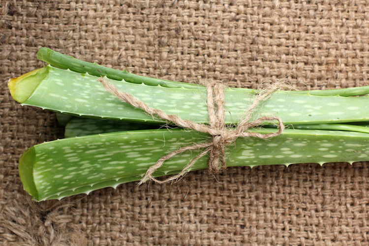 aloe vera