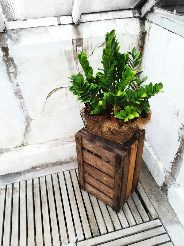 caja de madera con planta