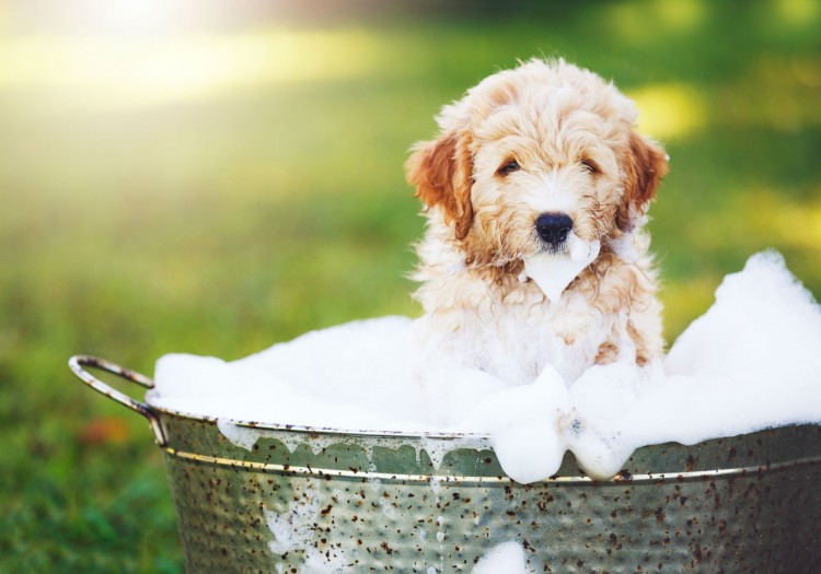 ¿Cada cuánto lavar a nuestra mascota?