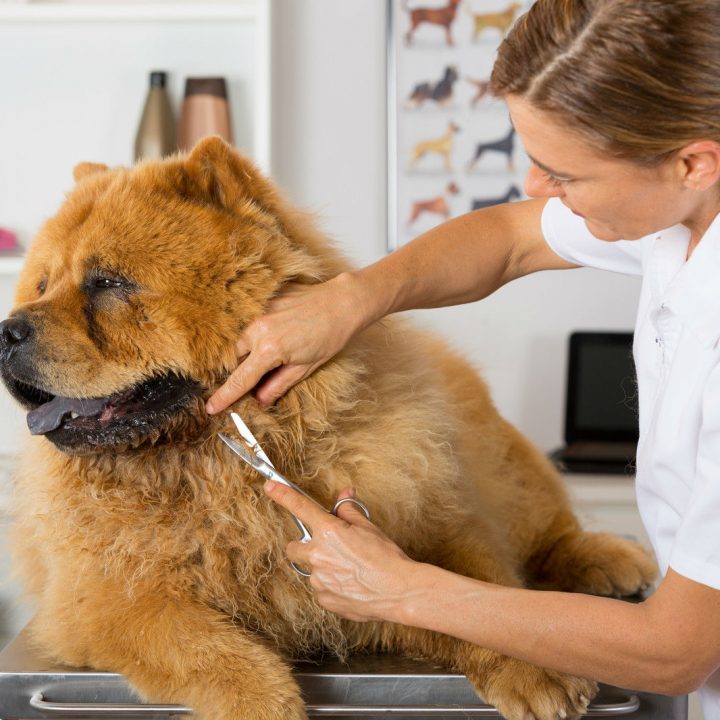Consejos para cortar el pelo de tu perroo