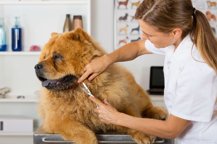 Consejos para cortar el pelo de tu perro