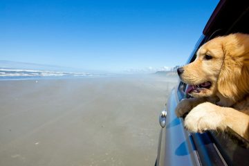 viajar mascota coche