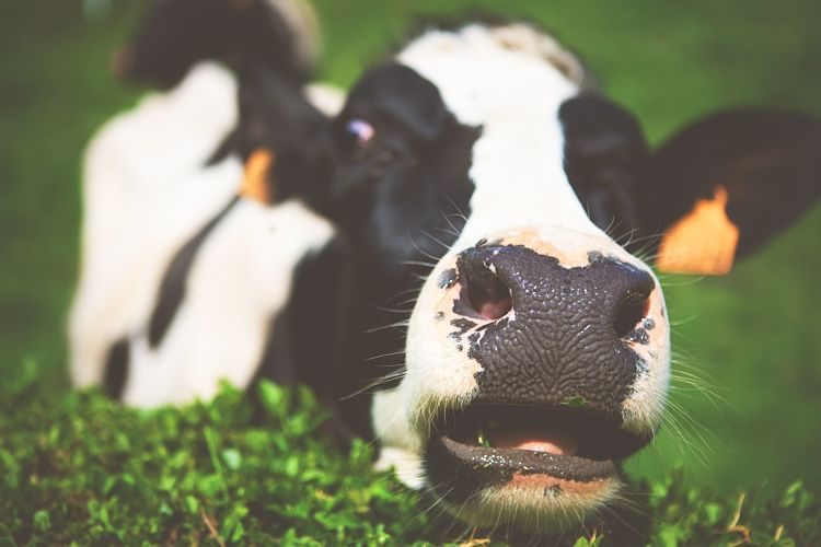 Leche de almendras y otras alternativas a la leche de vaca