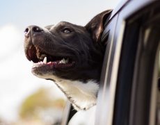 llevar al perro en el coche