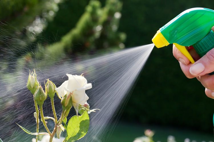 ¿Cómo hacer un insecticida casero fácil?