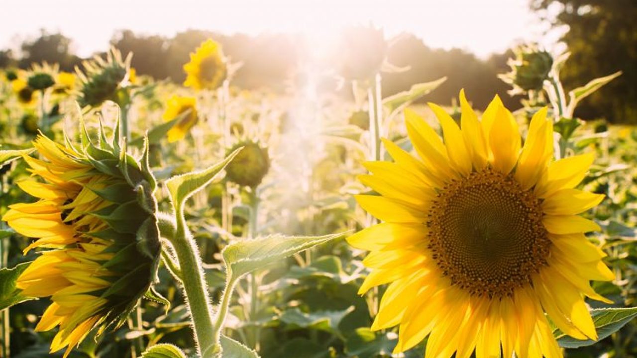 Por qué es mejor el aceite de oliva que el aceite de girasol? | Blog de Día