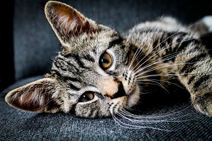 Dia Internacional del Gato: conoce todo acerca de tu amigo felino