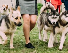 razas de perro mas inteligentes