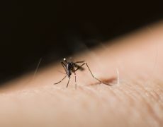 aliviar picaduras de mosquito