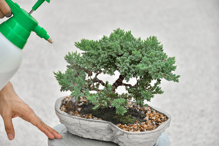 ¿Cuáles son los cuidados de un bonsái?