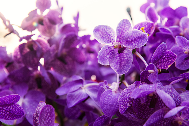 ¿Cómo se cuida una orquídea en casa?