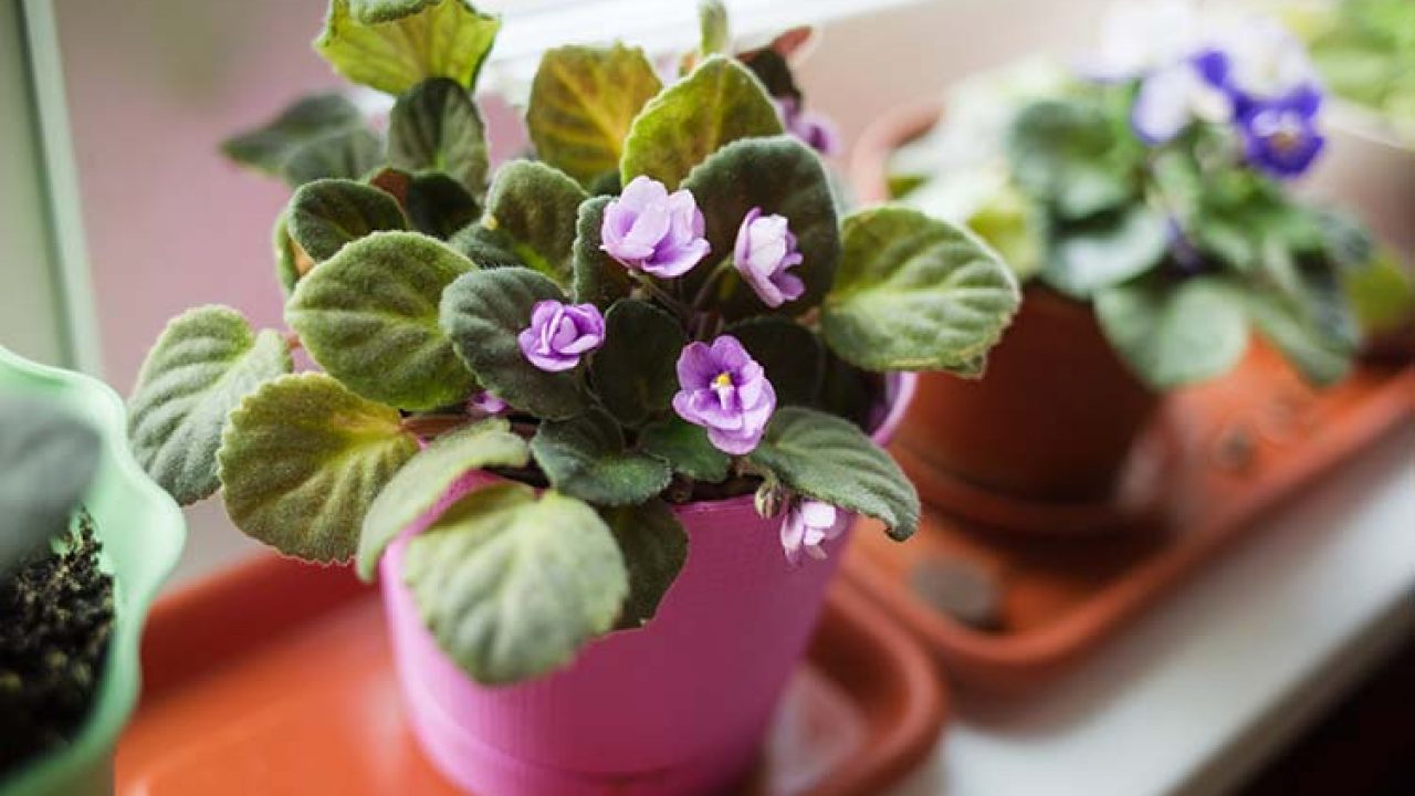 5 Flores de Invierno para decorar tu casa | Blog de DIA