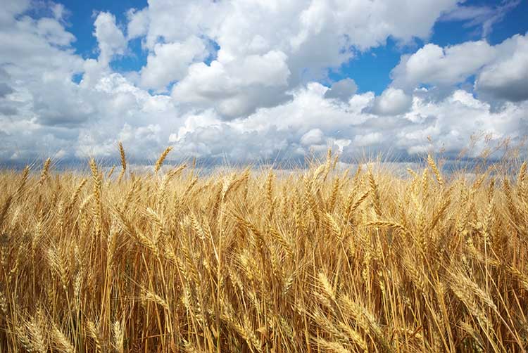 El trigo: el cereal multiusos
